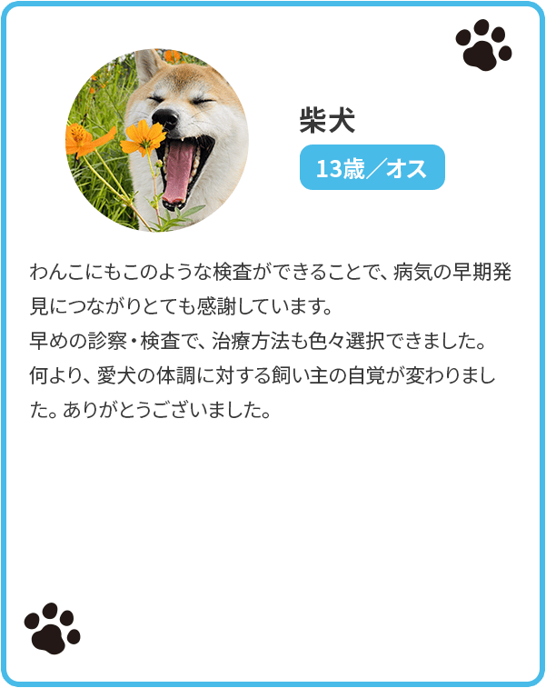 柴犬／13歳／オス